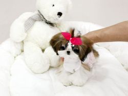 Shih Tzu puppies available.