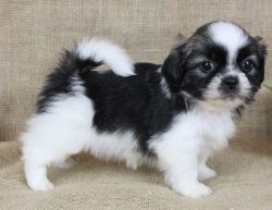 Beautiful Shih Tzu Puppies ready now to go