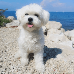 Adorable maltese Puppy