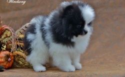 Ready Now Stunning Kc Imperial Shih Tzu