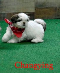 Shihtzu Puppies For Sale Ready