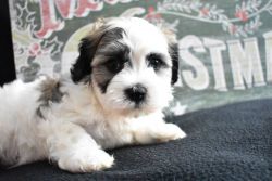 Adorable Rehome Shih Tzu Ready Rehome 250$