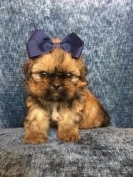 ***pick Up Today Pure Imperial Shih Tzu Puppies***