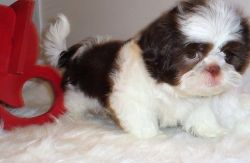 Gorgeous Liver and White Parti Shih Tzu Puppies