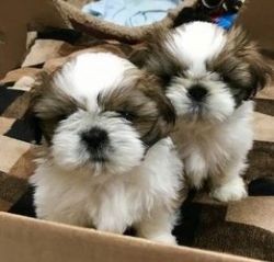 Beautiful Purebred registered Shih tzu puppies available. #(609) 738 0