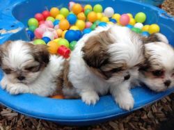 beautiful, funny, smart, and energetic Shih Tzu puppy 10 weeks old1