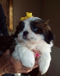 cute lovely shih Tzu puppies for adoption...