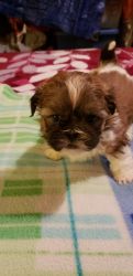 Kathy's shih Tzu puppies for sale