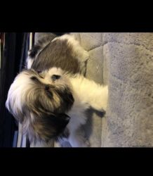 Adorable Shih tzu puppies available
