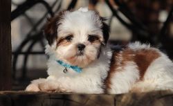 Well Socialized Shih Tzu Puppies For Sale.