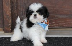Lovely Shih Tzu puppies for sale at affordable price.