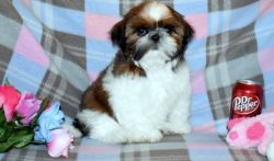 Cutest Red and White Imperial Shih Tzu Puppies