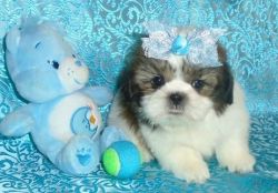 Smart Easy to trained Shih Tzu Puppies