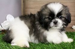 Cute Shih Tzu puppies for Sale. Text (xxx) xxx-xxx2