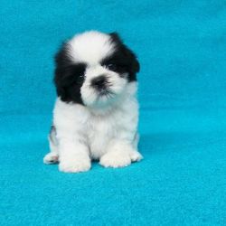 Adorable shih tzu puppies available for sales and adoption