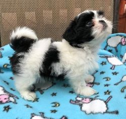 Males and females CKC Shih Tzu puppies