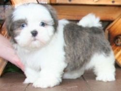 Sweet Shih Tzu puppies for sale.