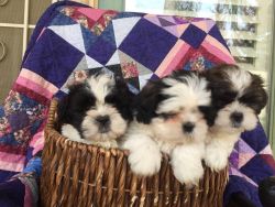 FREE Adorable Shih Tzu puppies for adoption/FREE