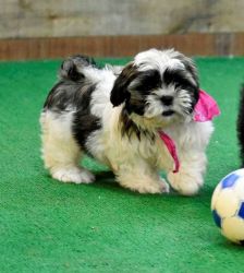 Home raised Shih Tzu puppies for sale