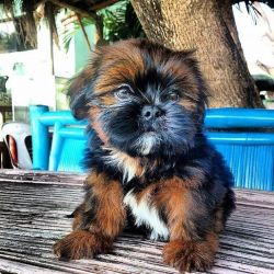 Shih tzu puppies for rehoming
