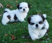 Adorable Shih Tzu puppies for adoption/FREE
