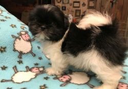 Home raised Shih Tzu puppies available