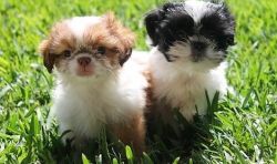 Adorable little fluffy Shih Tzu puppies