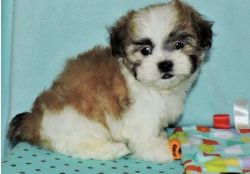 sable/red and white beautiful male shihtzu puppies