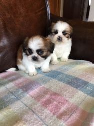 Shih Tzu Puppies - Register