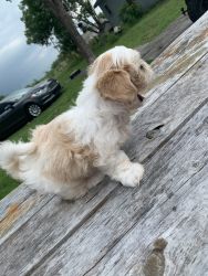 Mixed shih tzu for sell