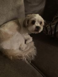 Purebred Shih Tzu looking for a good loving home!