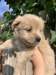 Shih Tzu beige puppy for sale