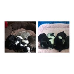 Full blooded Shih Tzu puppies