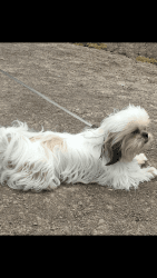 1 year old Shih Tzu looking for a new home