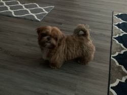Pure breed 6 month Shih Tzu with Microchip