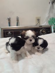 Shih Tzu puppies 7 weeks old adorable