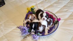 Shih tzu/ maltese puppies