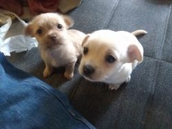 Shih -chi puppies in need of a good Home