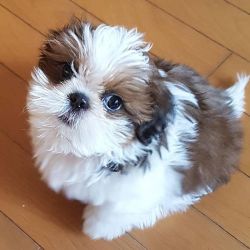 Adorable Shih tzu puppies for adoption