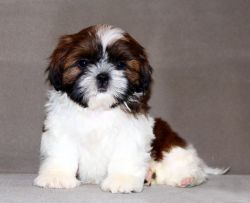 Show quality shihtzu puppies available in Bangalore