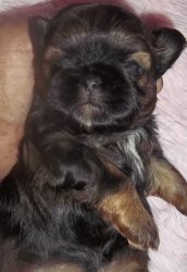 Full AKC Imperial Shihtzus Chocolate/Red