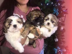 Beautiful shihtzu puppies