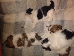 Pure bred shih tzu puppies for sale
