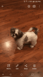 Selling our adorable shih tzu