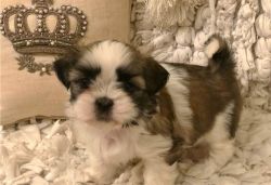 Gorgeous Small Shih Tzu puppies For Sale