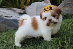 AKC Registered Shih Tzu Puppies For Sale!