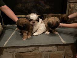 Shih tzu Puppies Ready for New Home -3 Males Available