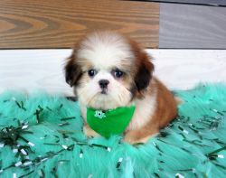 Shih Tzu Puppy available now $800
