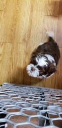 Shih tzu boy and girl puppies, drown and white, black and white