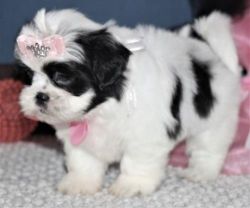 Home Raised Shih Tzu Puppies For Sale!